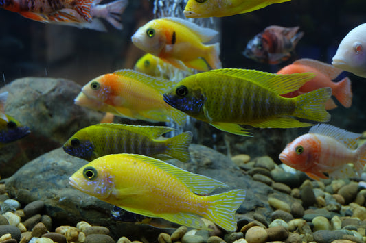 Assorted Peacock Cichlid-3-5"