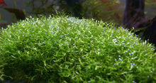 Riccia Moss Portion