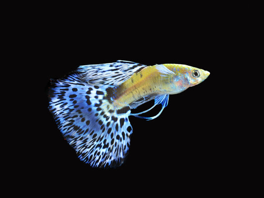Ice Blue Lace Guppy-Male