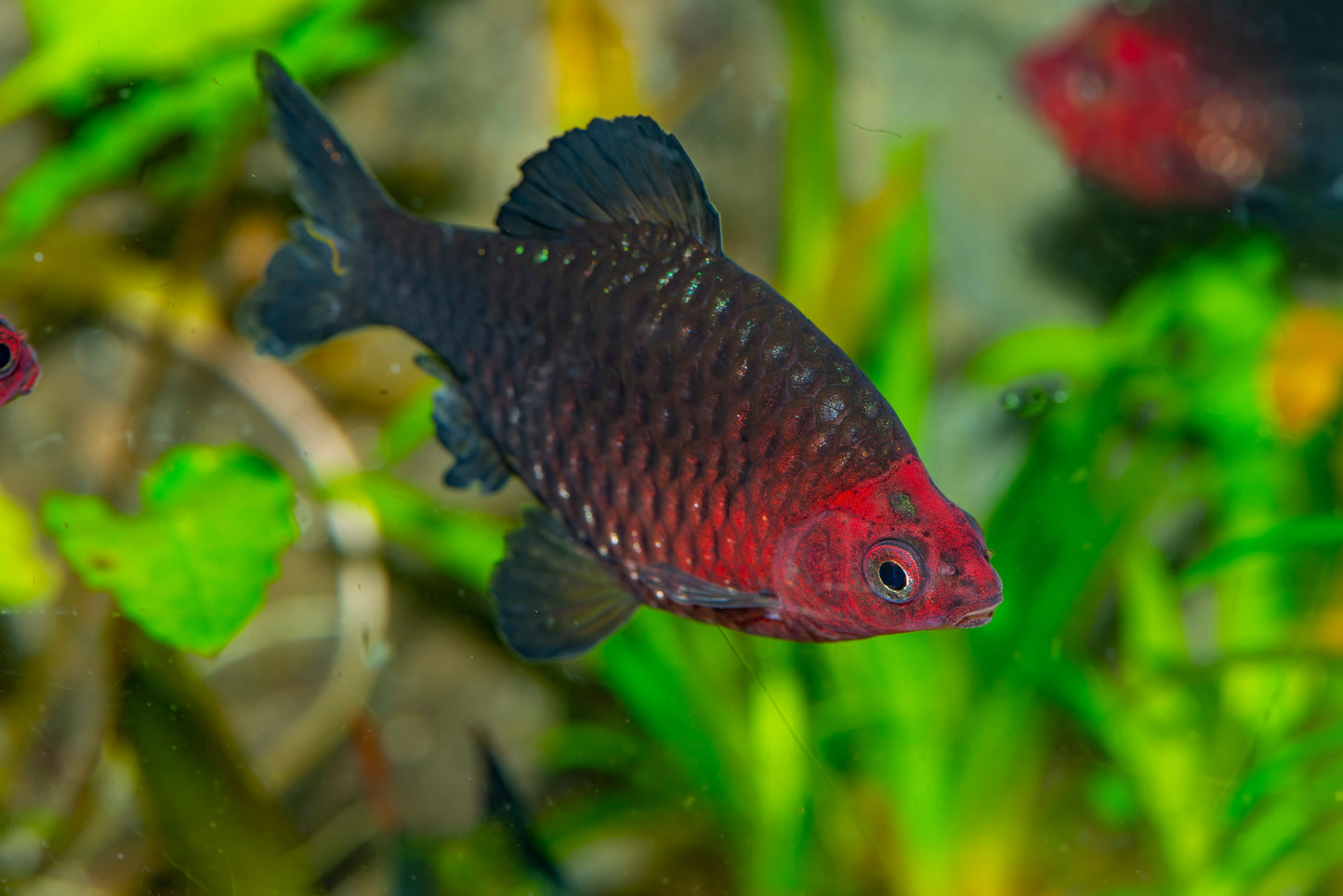 Black Ruby Barb-Lg