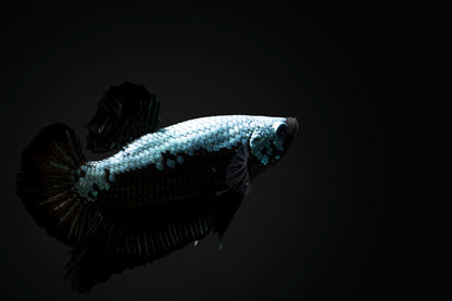 Blue Samurai Betta PAIR