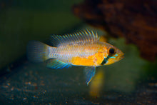 Sunset Apistogramma-MALE