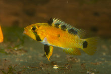 Sunset Apistogramma-MALE