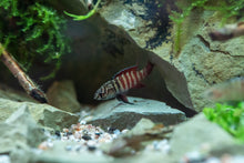 Black Tiger Badis