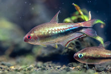 Rainbow Emperor Tetra
