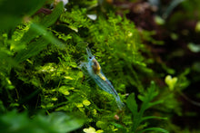 Blue Jelly Shrimp 5 Pack
