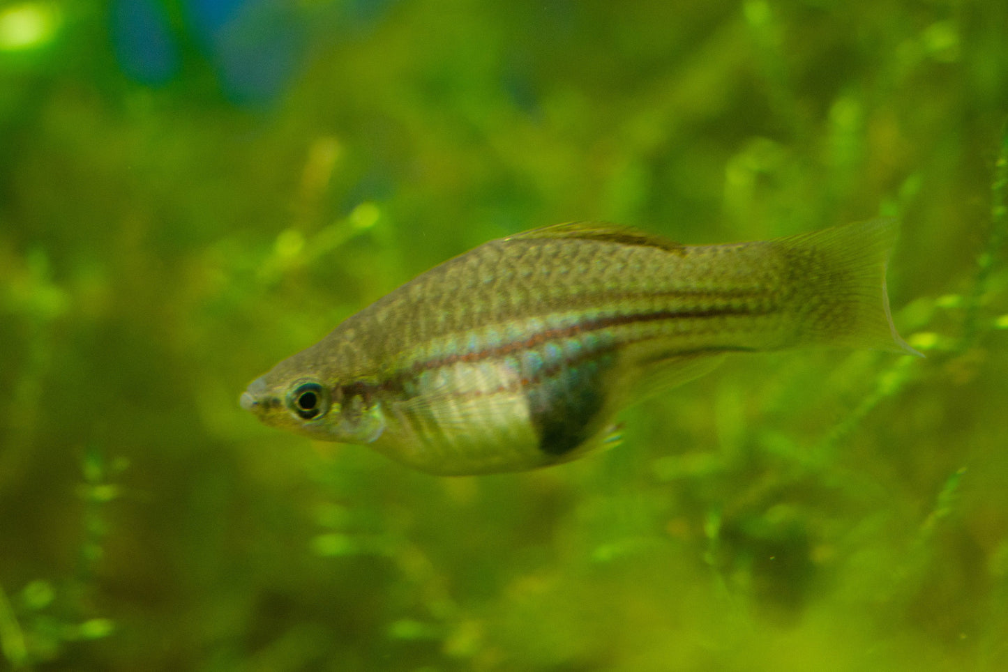 Wild Type Green Swordtail