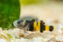 True Freshwater Bumblebee Goby