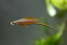 Wild Type Green Swordtail