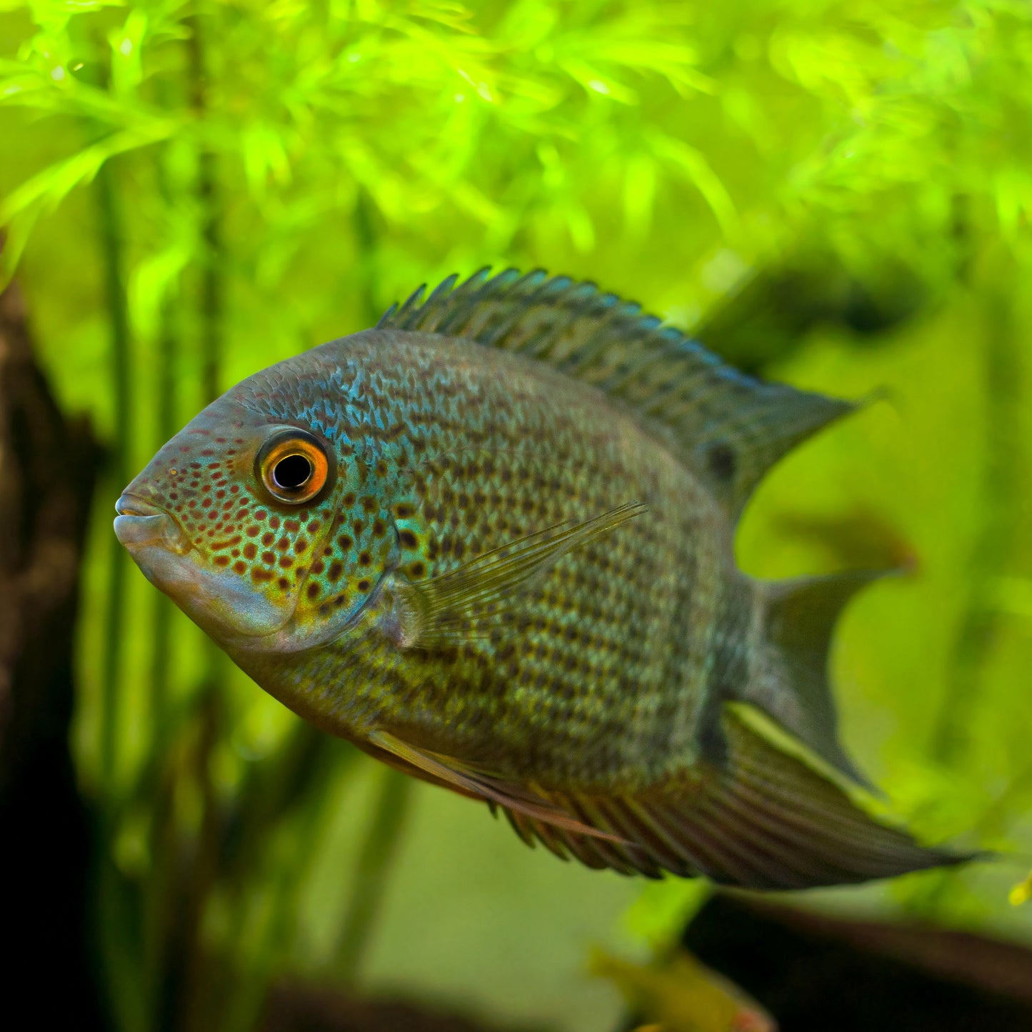 Turquoise Severum 'Rio Tapajos'- Tank Raised 1.5-2.5"