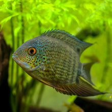 Turquoise Severum 'Rio Tapajos'- Tank Raised 1.5-2.5"