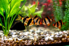 Tiger Barb