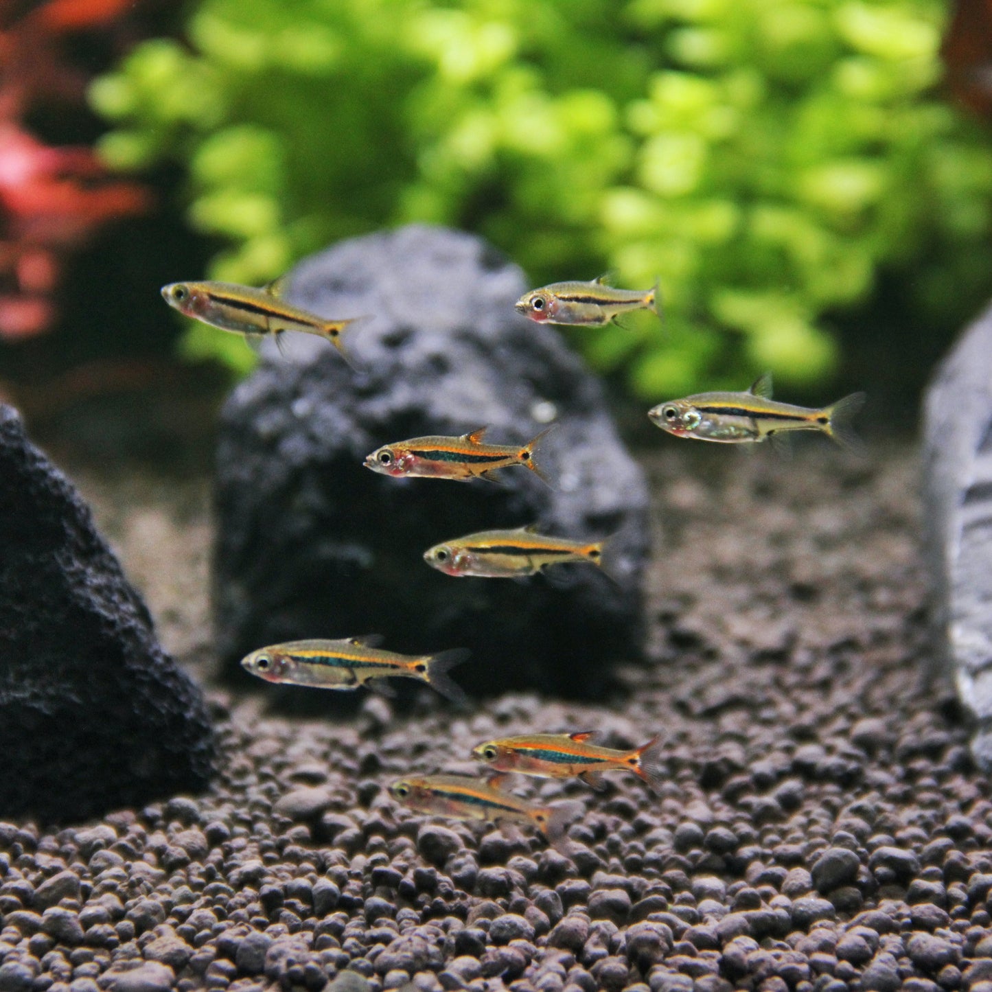 Exclamation Point Rasbora
