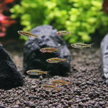 Exclamation Point Rasbora