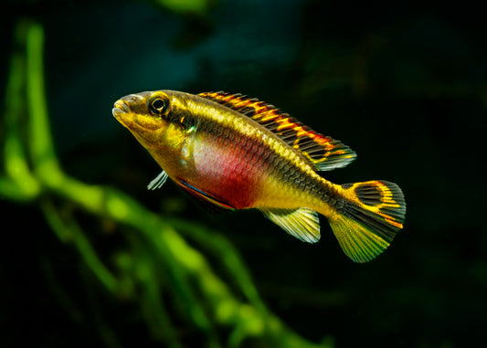 Female