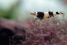 Crystal Black Shrimp