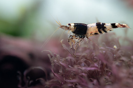 Crystal Black Shrimp