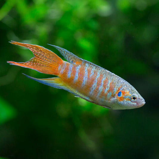 Blue Paradise Fish