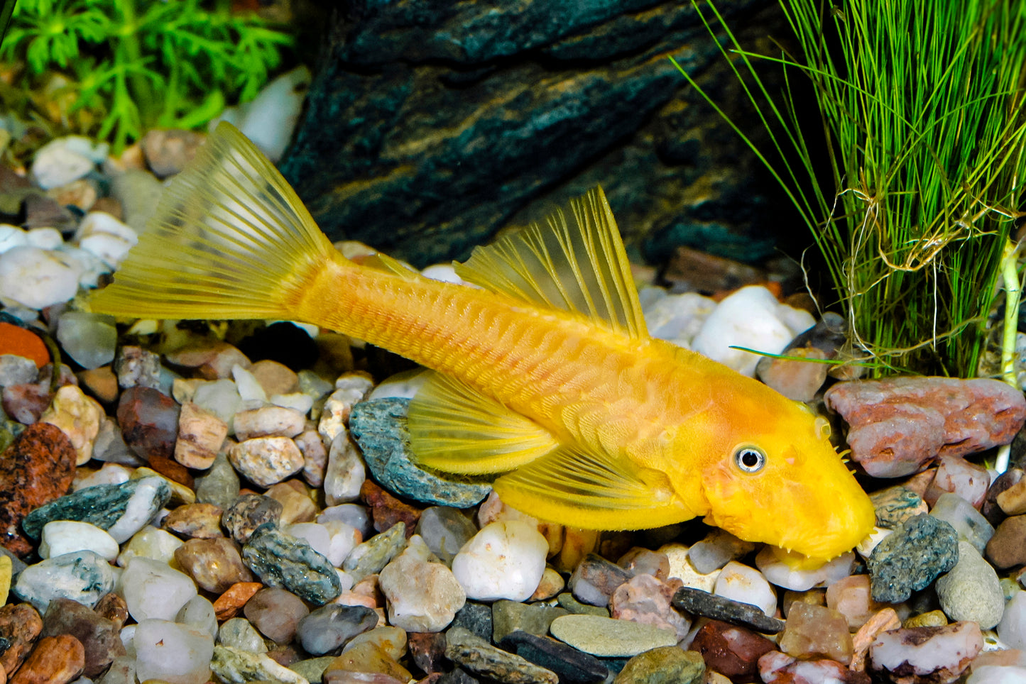 Blue Eye Lemon Bristlenose Pleco