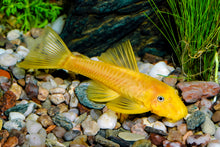 Blue Eye Lemon Bristlenose Pleco