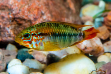 Apistogramma Viejita PAIR