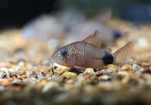 Smudge Spot Cory