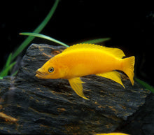 Lamprologus Leleupi "Yellow"-2-3"