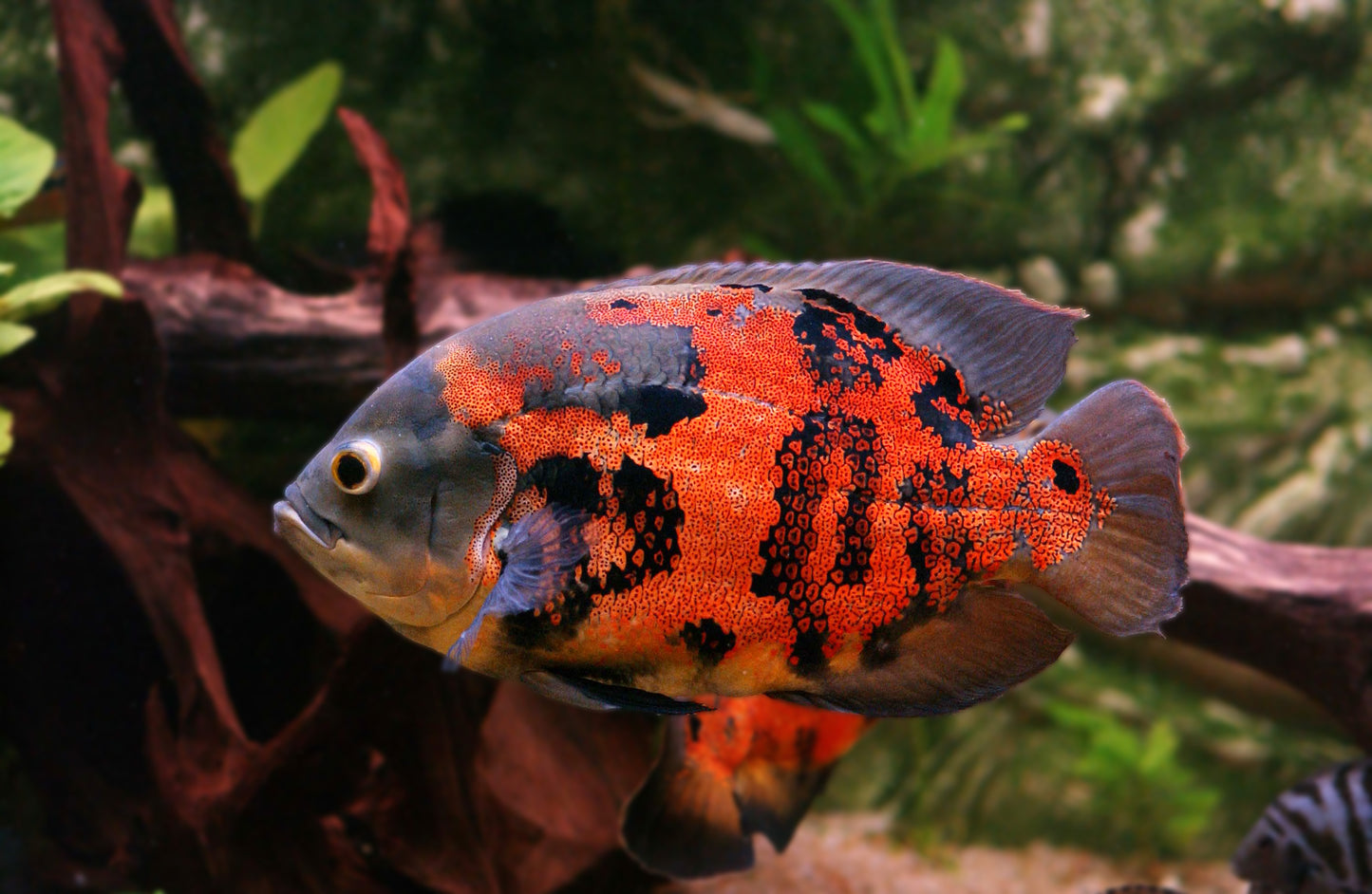 Red Tiger Oscar-2-2.5"