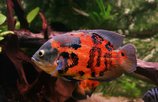 Red Tiger Oscar-2-2.5"