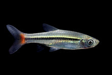Brilliant Rasbora