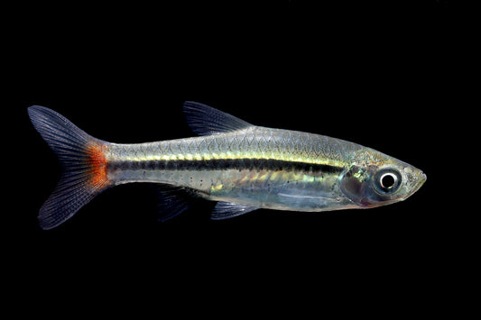 Brilliant Rasbora