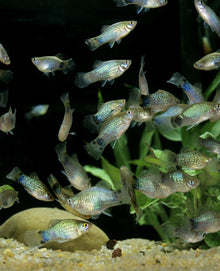 Blue Mickey Mouse Platies