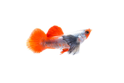 Red Platinum Elephant Ear Guppy Male