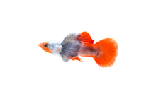 Platinum Red Tail Elephant Ear Guppy-Nu Aqua Bred