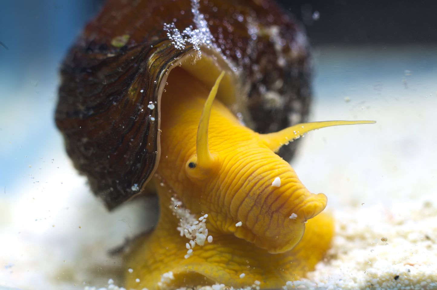 Yellow Mini Rabbit Snail