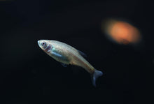Red Dwarf Rasbora