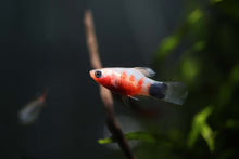 Tiger Mickey Mouse Platies (XS)