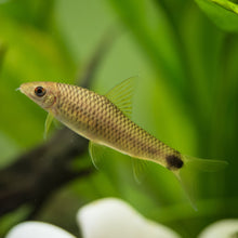 Reticulated Siamese Algae Eater