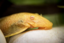 Xl Albino Bristlenose