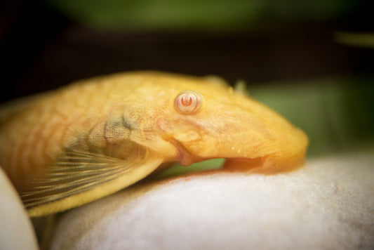 Xl Albino Bristlenose