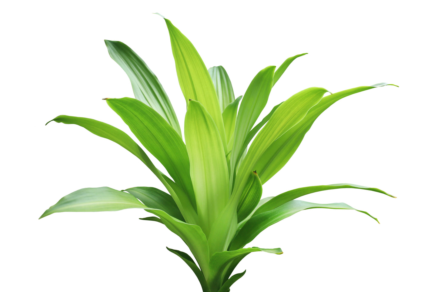 Dracaena fragrans