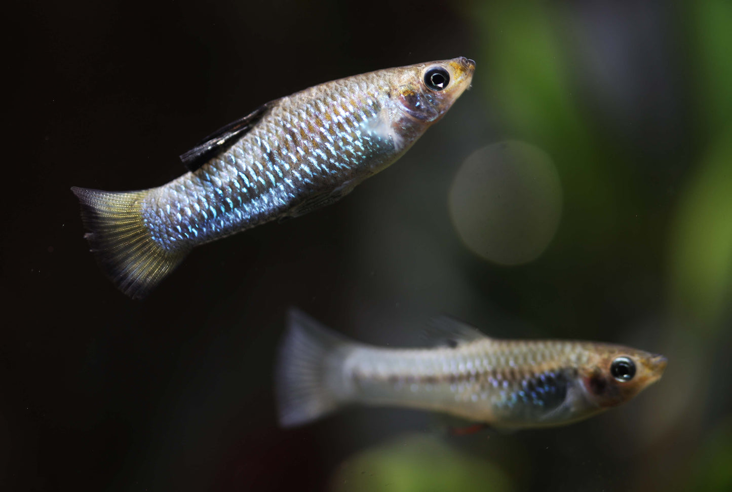 Limia Perugiae-S Locally Bred