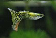 Green Cobra Delta Tail Guppy Male