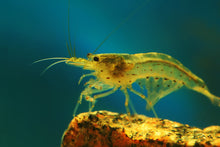 Lime Yellow Amano Shrimp