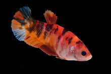Nu Aqua's Choice Koi Betta- FEMALE