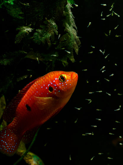 Lifalili Jewel Cichlid-L
