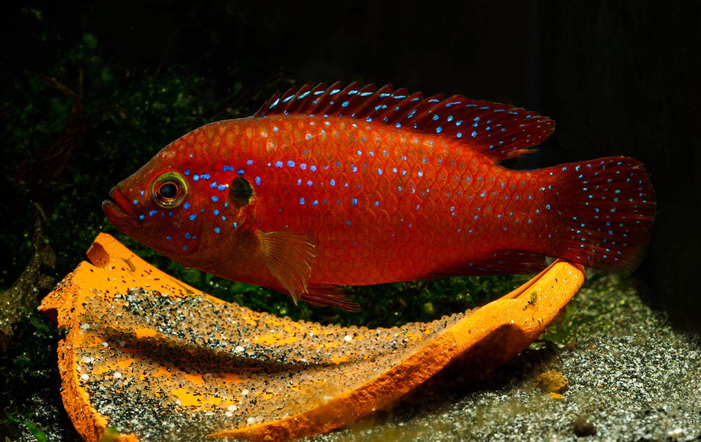 Lifalili Jewel Cichlid-L