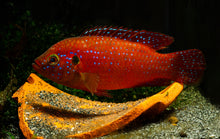 Lifalili Jewel Cichlid - L