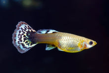 Blue Mix Guppy-FEMALE L