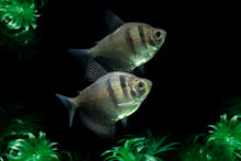 Black Skirt Tetra